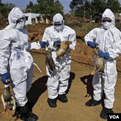 Petugas kesehatan di India membasmi unggas yang terjangkit virus H5N1 (foto: dok). Virus H5N1 yang berasal dari Asia mengakibatkan 60 persen kematian akibat flu burung.