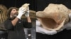 Ancient Instrument Still Plays After 18,000 Years