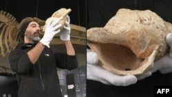 Guillaume Fleury, an assistant at the Museum of Toulouse, holds the conch shell. The shell is thought to be the oldest known seashell instrument. And it still works, producing a deep sound, like a foghorn from the distant past. (Natural History Museum of Toulouse via AFP Photo)