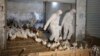 New China Bird Flu a Reminder of Mutant Virus Risk