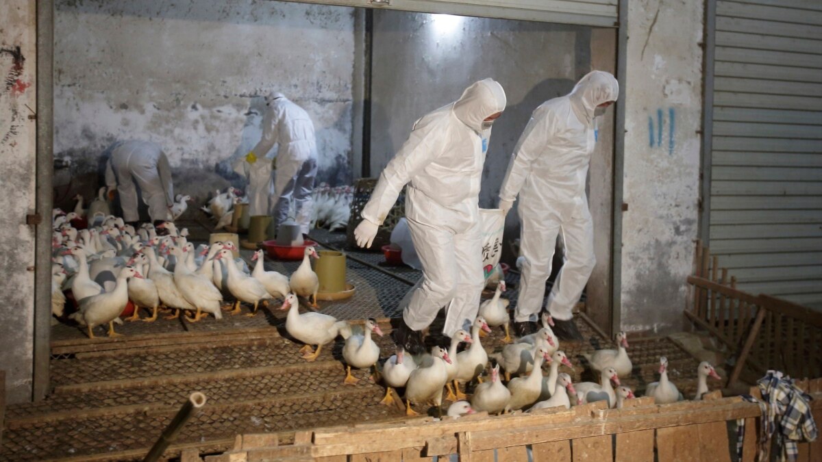 New China Bird Flu a Reminder of Mutant Virus Risk