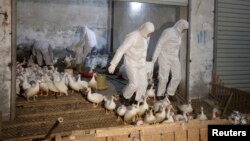 FILE- Health officials in protective suits transport sacks of poultry as part of preventive measures against the H7N9 bird flu at a poultry market in Zhuji, Zhejiang province, Jan. 6, 2014.