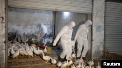 Health officials in protective suits transport sacks of poultry as part of preventive measures against the H7N9 bird flu at a poultry market in Zhuji, Zhejiang province, Jan. 6, 2014.