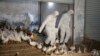 Increasing Toll of H7N9 Bird Flu Demands Constant Vigilance