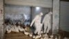 上海新增两例人感染H7N9禽流感死亡病例