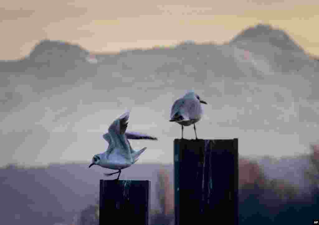 Two seagulls sit on poles with the Swiss Saentis mountain in background in the harbor of Constance, Germany.