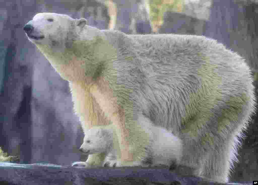 A baby polar bear walks with its mother in the enclosure at the Schoenbrunn zoo in Vienna, Austria.