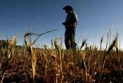 Petani biji-bijian, Ridley, berdiri di atas gandum yang gagal panen di pertaniannya dekat kota West Wyalong 16 Oktober 2007. Pertanian Ridley berada di pusat kehancuran akibat kekeringan, 500 km sebelah barat Sydney. (Foto: Reuters/Mick Tsikas)