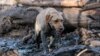 Dogs Trained to Find Endangered Animals