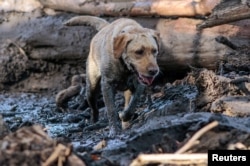 A search and rescue dog is guided through properties after a mudslide in Montecito, California, Jan. 12, 2018.