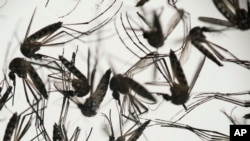 FILE - Aedes aegypti mosquitoes sit in a petri dish at the Fiocruz institute in Recife, Pernambuco state, Brazil, Jan. 27, 2016. 