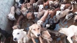 Syrian Animal Lover Rescues More Than 3,000 Dogs 