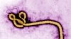 Vírus da ébola