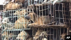 2011年9月6號泰國官方那空拍儂省繳獲了一批被販賣的狗(資料照)