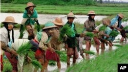 မြန်မာလယ်ယာရှု့ခင်းအတွင်း လယ်သူမများ လယ်စိုက်နေစဉ်။