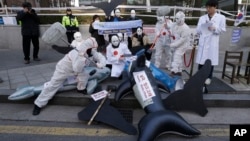FILE - South Korean environmentalists beat whale-shaped balloons during a rally against Japan's whaling activities in the name of research near the Japanese embassy in Seoul, South Korea, Dec. 7, 2015. 