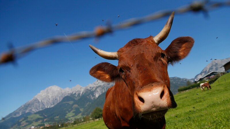 We Can Thank Cows for ‘Vaccine’