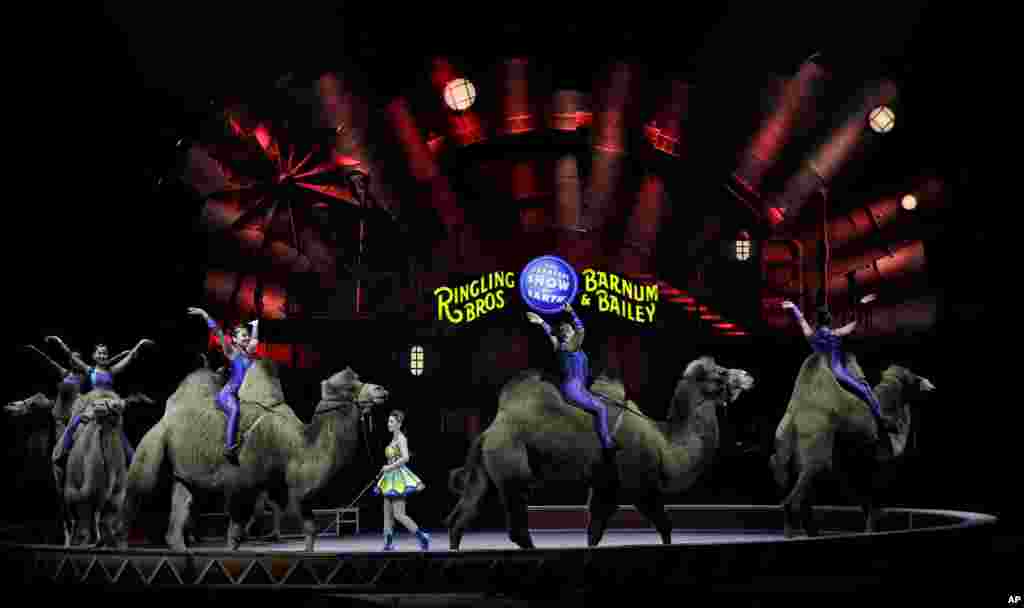 玲玲马戏团在佛罗里达州的奥兰多表演骑骆驼（2017年1月14日） 玲玲马戏团2016年5月取消大象表演后，票房销售更加下滑。