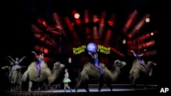 Ringling Bros. and Barnum & Bailey performers ride camels during a performance, Jan. 14, 2017, in Orlando, Fla. The Ringling Bros. and Barnum & Bailey Circus will end the "The Greatest Show on Earth" May 21, following a 146-year run of performances. 