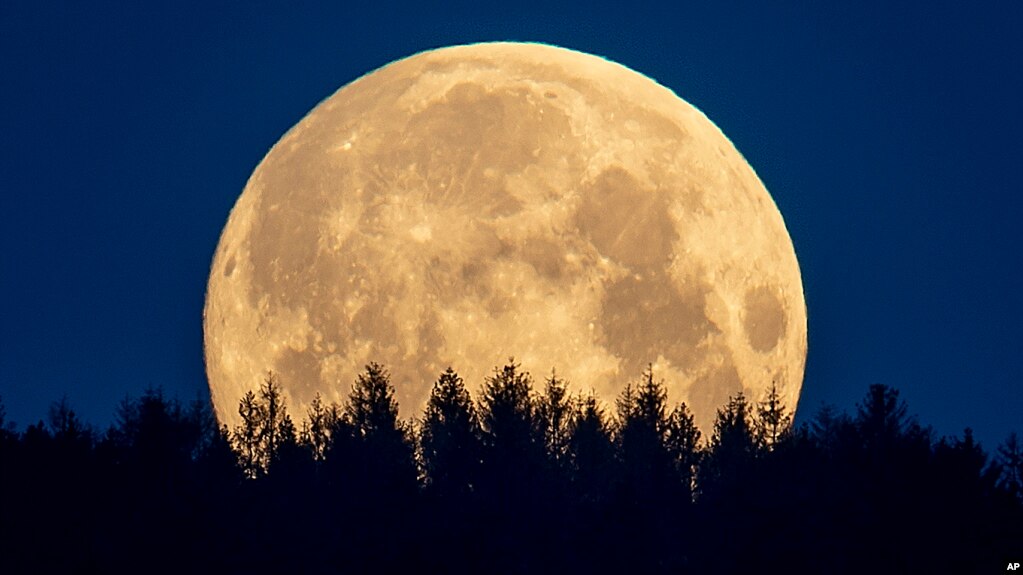 The full moon sets behind trees in the Taunus region near Frankfurt, Germany, Thursday, May 7, 2020.