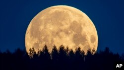 The full moon sets behind trees in the Taunus region near Frankfurt, Germany, Thursday, May 7, 2020.