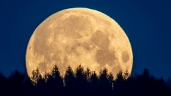 The full moon sets behind trees in the Taunus region near Frankfurt, Germany, Thursday, May 7, 2020.