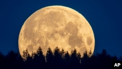 Luna llena detrás de árboles en el área de Taunus cerca de Frankfurt, Alemania, jueves 7 de mayo de 2020.