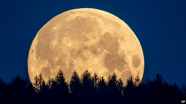 The full moon sets behind trees in the Taunus region near Frankfurt, Germany, Thursday, May 7, 2020.