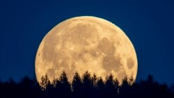 The full moon sets behind trees in the Taunus region near Frankfurt, Germany, Thursday, May 7, 2020. (AP)