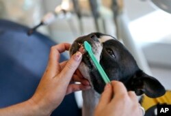 Therapy dog Perry gets her teeth brushed by her owner and trainer, Isabel Garcia, as they wait to accompany young, autistic patients at the Los Andes University Medical Center on the outskirts of Santiago, Chile, April 28, 2017.