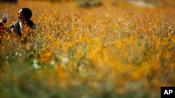 Una mujer se sentó en un campo de girasoles y se sacó selfies con las flores de fondo. El intenso amarillo parecía luces de neón en contraste con el paisaje árido a su alrededor.