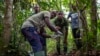 Researchers Find New Way to Count Gabon Forest Elephants