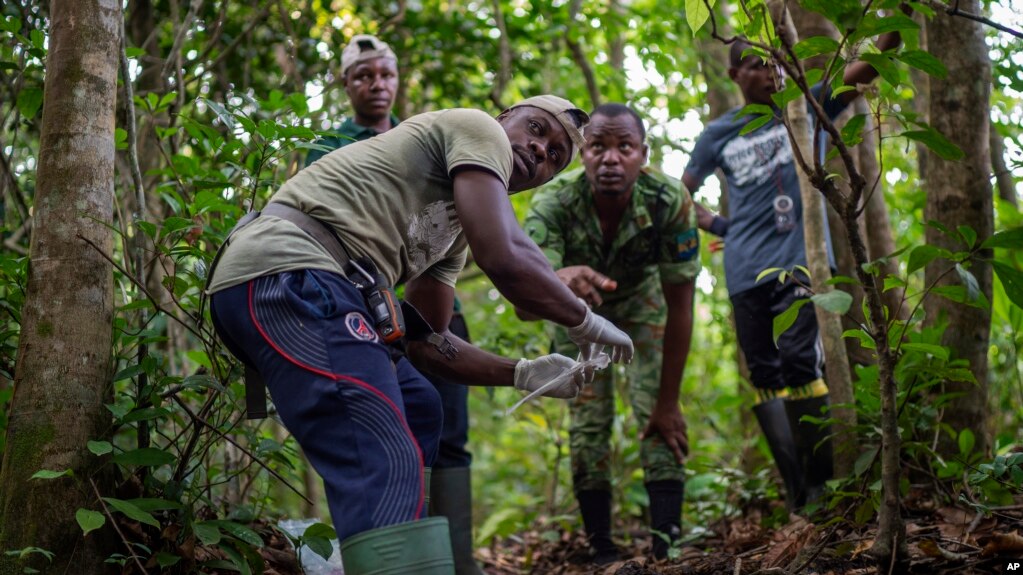 Park ranger Fabrice Menzeme, forward, prepares to collect elephant dung in Gabon's Pongara National Park forest, on March 9, 2020. (AP Photo/Jerome Delay)