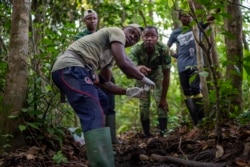 Fabrice Menzeme, garde forestier, ramasse des excréments d'éléphants dans la forêt du parc national de la Pongara, au Gabon, le 9 mars 2020.