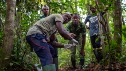Gabon: la traçabilité du bois prend forme dans la zone spéciale économique de Nkok