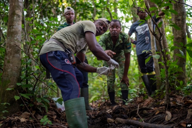 Fabrice Menzeme, garde forestier, ramasse des excréments d'éléphants dans la forêt du parc national de la Pongara, au Gabon, le 9 mars 2020.