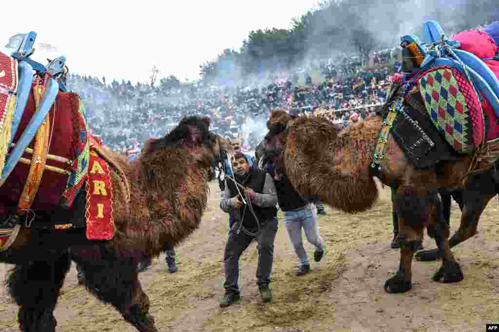 People push camels to fight during the contest of Selcuk Camel wrestling festival in the town of Selcuk, near the western Turkish coastal city of Izmir.