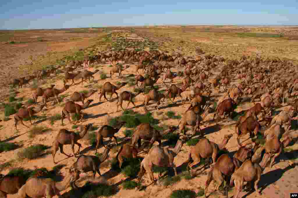 A large mob of camels in the Simpson Desert in central Australia