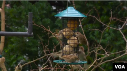 Sparrows eating out of a bird feeder in Arlington, Virginia.