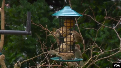 Popular American Hobby Bird Feeding Connects People To Nature