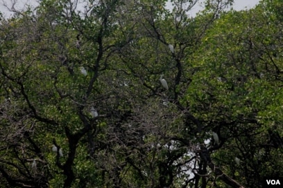 Kawasan hutan mangrove sering menjadi tempat transit burung migran (foto: VOA/Petrus Riski).