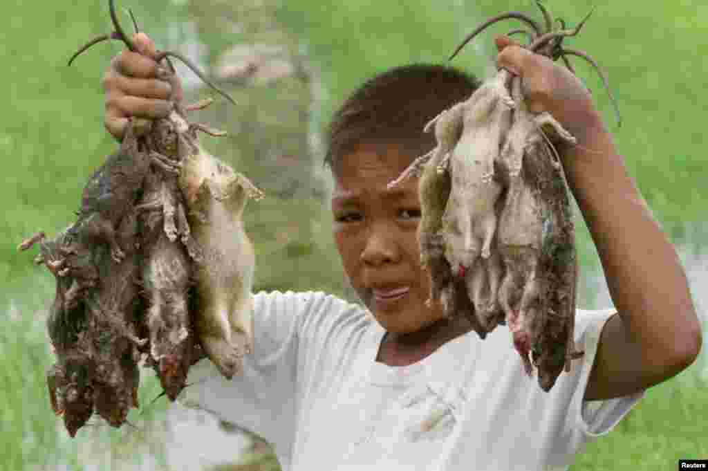 Anak petani Dave Salvacion menunjukkan tikus-tikus hasil buruannya di kota Santa Rosa, di Nueva Ecija, sebelah utara Manila, Filipina. Hilangnya spesies paling parah terjadi ketika kepadatan penduduk tertinggi, sama halnya dengan tikus pengerat pembawa penyakit.