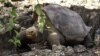 Muere centenaria tortuga, última de su especie