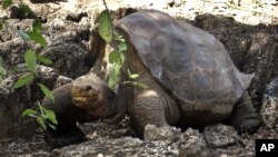 La famosa tortuga "El Solitario Jorge", murió en las islas Galápagos, a la edad de 100 años. Era única en su especie.