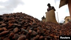 Des employés ramassent des fèves de cacao à Niable, près de la frontière entre la Côte d'Ivoire et le Ghana, le 19 juin 2017. 