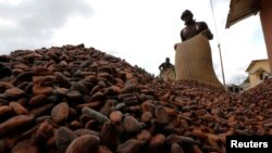 Des employés ramassent des fèves de cacao à Niablé, près de la frontière entre la Côte d'Ivoire et le Ghana, le 19 juin 2017.