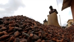 Minute Eco: Le Ghana augmente de 21% le prix du cacao garanti aux agriculteurs