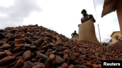 Des employés ramassent des fèves de cacao à Niable, près de la frontière entre la Côte d'Ivoire et le Ghana, le 19 juin 2017. 