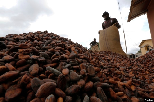 FILE - Men pour out cocoa beans to dry in Niable, at the border between Ivory Coast and Ghana, June 19, 2014. Africa primarily exports raw materials, including cocoa and other agricultural products.