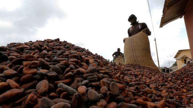 Les cultivateurs de cacao ne voient pas les retombées de la production du chocolat, selon Oxfam